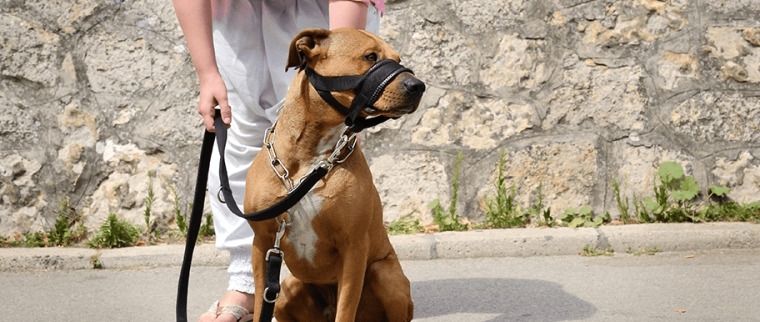 Chien qui mord